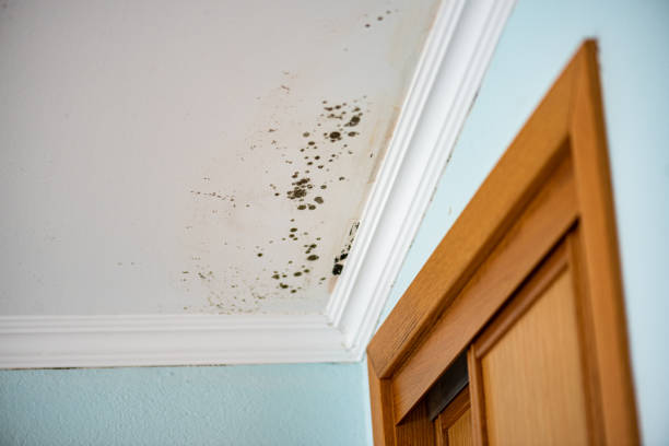 Best Residential Mold Removal  in Mcguire Af, NJ
