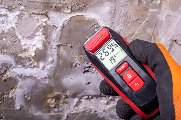 Professional Mold Removal in Mcguire Af, NJ