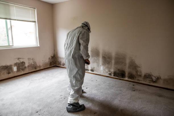 Best Toxic Mold Removal  in Mcguire Af, NJ