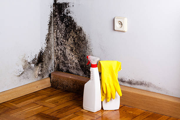 Best Professional Mold Removal  in Mcguire Af, NJ