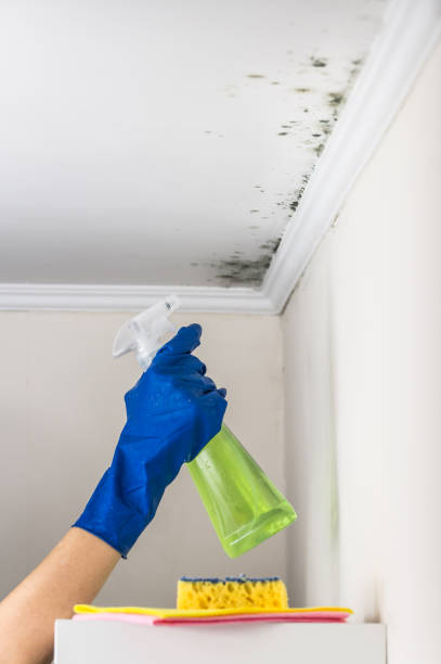 Best Toxic Mold Removal  in Mcguire Af, NJ